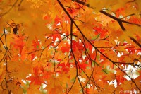 /album/%e7%a7%8b/%e6%99%a9%e7%a7%8b%e3%80%80%ef%bd%9e%e5%bd%a9%e4%b9%b1%e8%88%9e%ef%bd%9e-jpg/